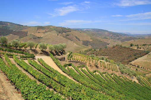 Ladscape in Douro Valley- near Porto in Portugal