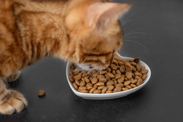 istock Dry cat food on a dark background. Blurred cat head. Selective focus. 1421963729