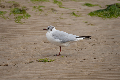 A seagull standing on one leg on the beach