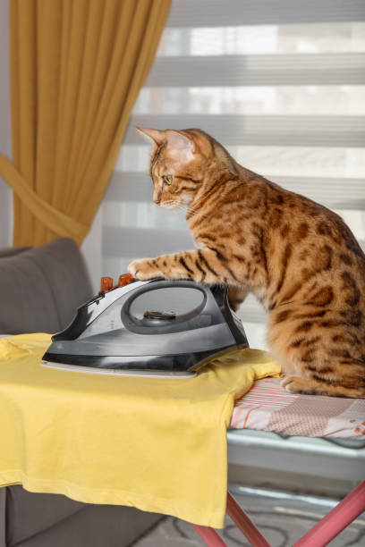 istock Red cat at home ironing a T-shirt on an ironing board. 1421964225