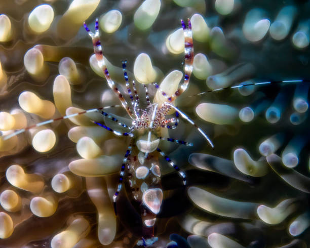 istock A Spotted Cleaner Shrimp (Periclimenes yucatanicus) in Cozumel, Mexico 1421965944