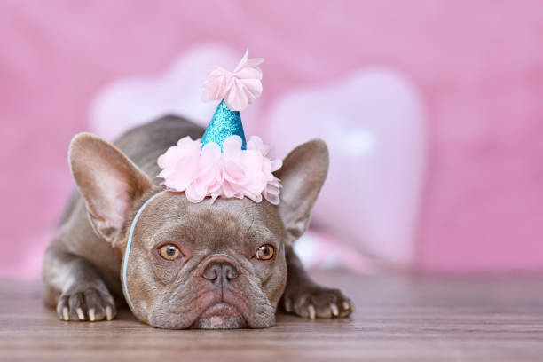 istock French Bulldog dog with birthday part hat 1421966170