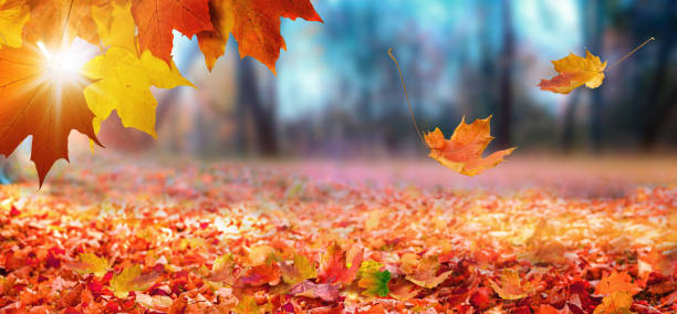 istock Falling maple leaves in city park. Beautiful autumn landscape 1421967020