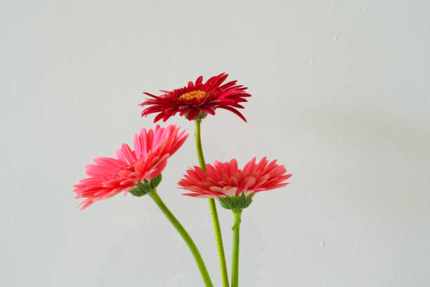 istock Gerbera flowers in the room. 1421967554