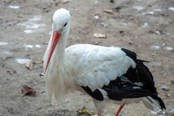 White stork with black wings walks in the park