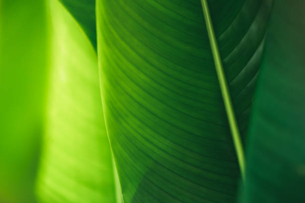 istock Abstract nature green blurred background nature leaf on greenery background in garden with copy space using as background wallpaper page concept.i 1421971253