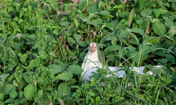 white hen stock photo