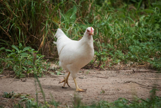 white hen stock photo