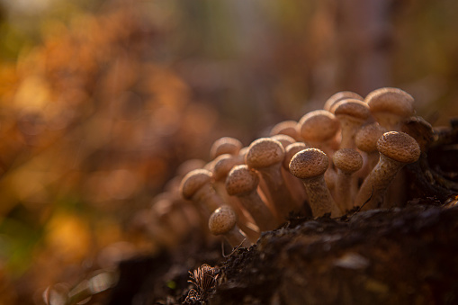 honey agaric mushroom