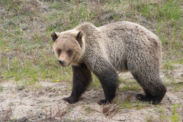 istock Grizzly bear in Canada national park 1421974653