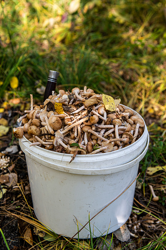 honey agaric mushroom