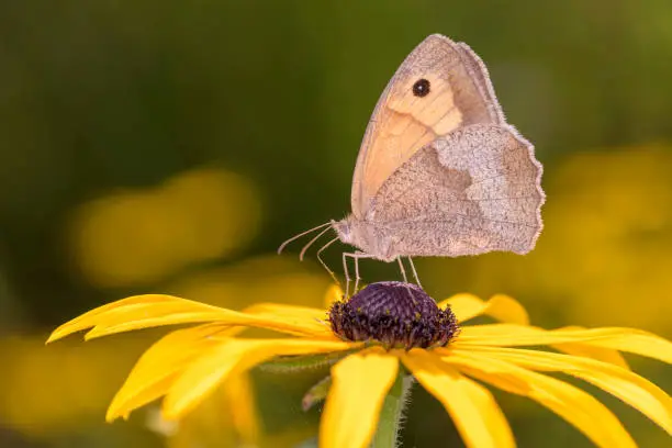 Meadow Brown butterfly- Maniola jurtina sucks nectar with its trunk from the blossom of the Rudbeckia hirta the black-eyed Susan