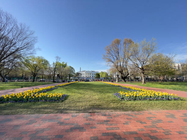 soutien à l’ukraine américaine / parterre de fleurs de couleur drapeau ukrainien devant la maison blanche.super wide. - white house president of the usa lafayette square eastern usa photos et images de collection