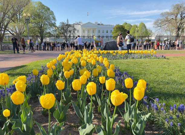 soutien à l’ukraine américaine / parterre de fleurs de couleur drapeau ukrainien devant la maison blanche - white house president of the usa lafayette square eastern usa photos et images de collection