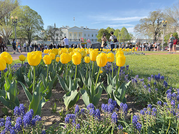 soutien à l’ukraine américaine / parterre de fleurs de couleur drapeau ukrainien devant la maison blanche - white house president of the usa lafayette square eastern usa photos et images de collection