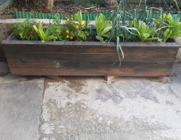 istock Planter box made of pallets growing vegetables 1421979123