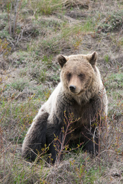 istock One Grizzly bear sitting in Canada national park 1421980414