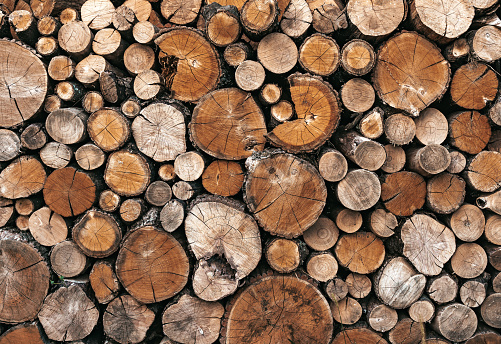 A pile of recently felled timber, with a forest background.