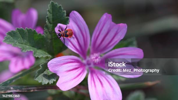 Beautifull Purple Flower Stock Photo - Download Image Now - Beauty In Nature, Black Color, Bright