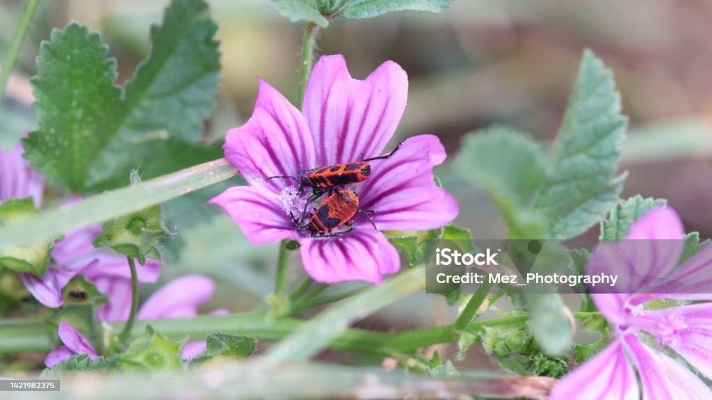 Beautifull purple Flower Beautifull purple Flower with small insect on the Top Beauty In Nature Stock Photo