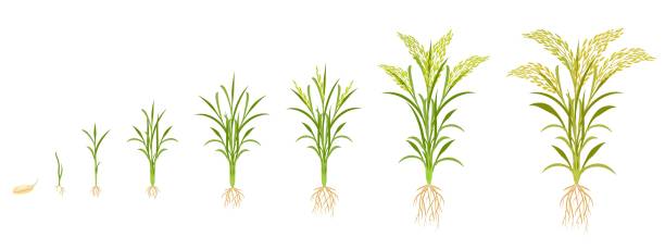 Rice growth in stages. Cycle of growing grain crops. Plant development infographic from seed to harvest. Rice growth in stages. Cycle of growing grain crops. Vector illustration of plant development infographic from seed to harvest. plant root growth cultivated stock illustrations