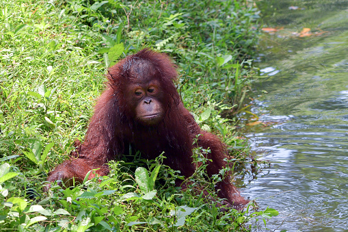 Orangutans are great apes native to the rainforests of Indonesia and Malaysia.