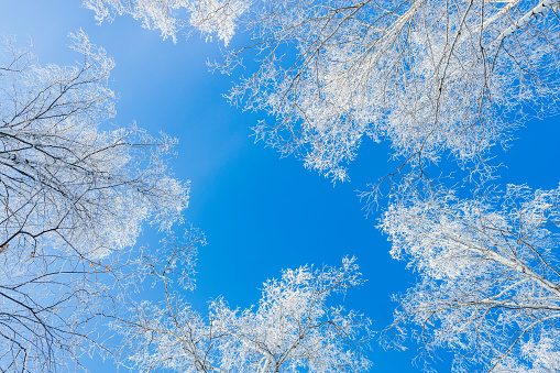 winter forest tree crowns in hoarfrost, blue sky and white trees. sunny winter day top view