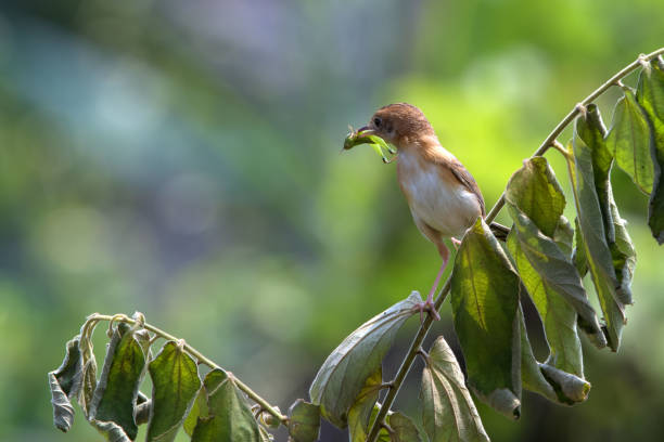 o pássaro de cabeça dourada cisticola traz comida para seu filhote - 13412 - fotografias e filmes do acervo