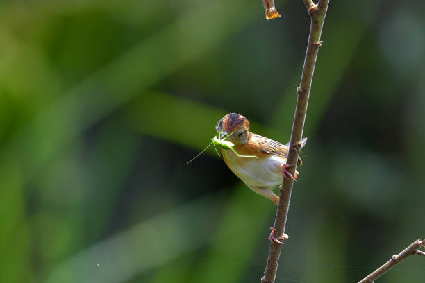 l’oiseau cisticole à tête dorée apporte de la nourriture pour son poussin - 13414 photos et images de collection