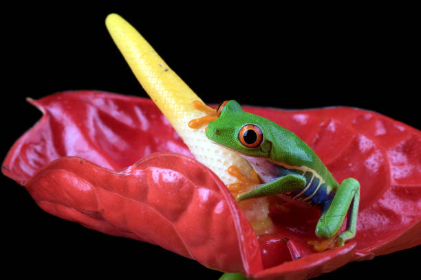 la rana arbórea de ojos rojos trepa a una flor roja - 13417 fotografías e imágenes de stock