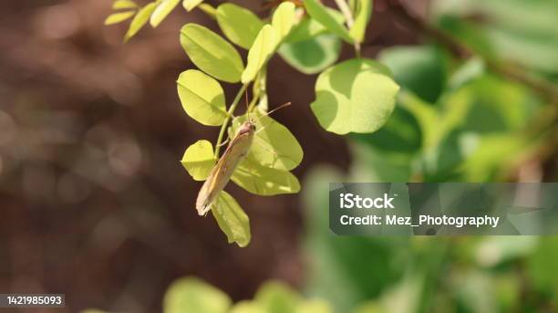 Butterfly Stock Photo - Download Image Now - Animal Wildlife, Beauty, Bright