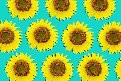 Sunflowers pattern, table top view group of sunflowers on the pastel colored background