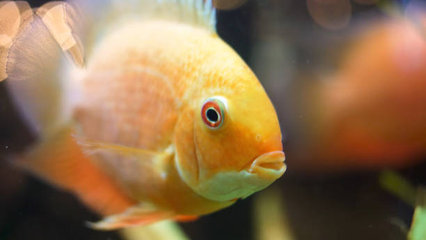 macro close up for the face of wonderful goldfish in the aquarium. frame. golden fish opening, closing its mouth and moving its fins, underwater life. - tank musician imagens e fotografias de stock