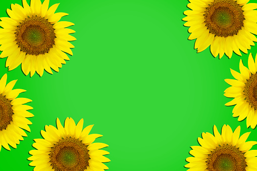 Sunflowers on the green background with copy space, group of sunflowers on the green