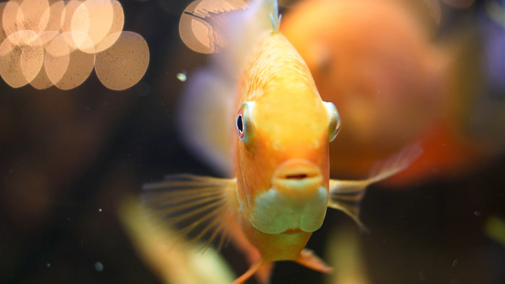 Side view of unique goldfish swimming near green plant in the aquarium. Goldfish with fine beautiful scale, fins, and tail against green grass.