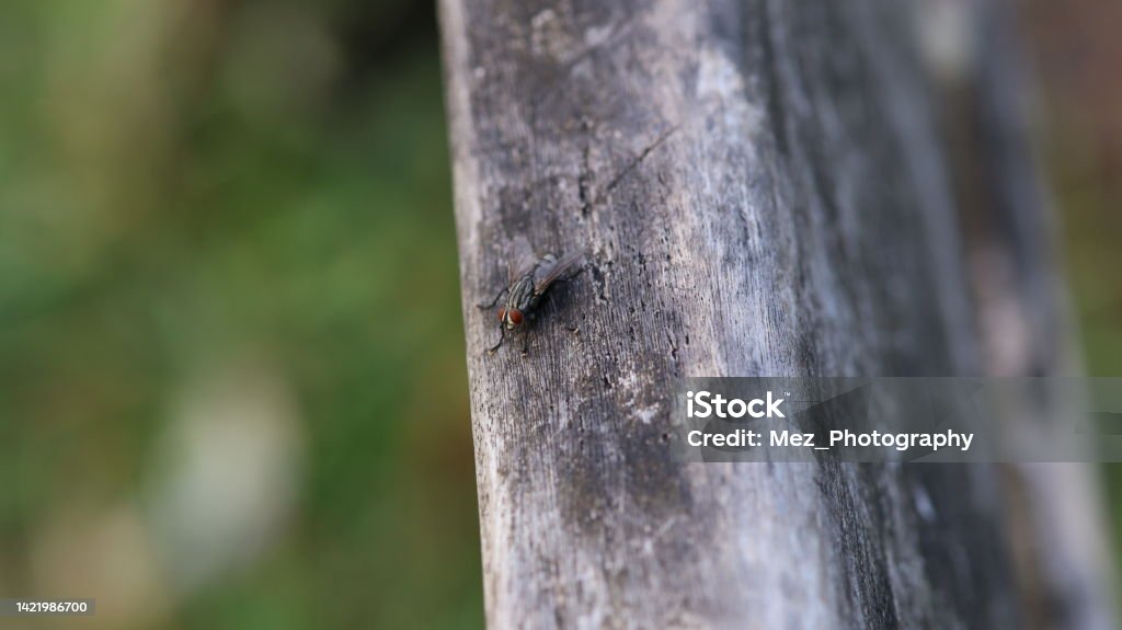 Ugly fly Ugly fly waiting to eat Animal Stock Photo