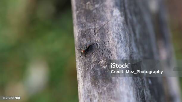 Ugly Fly Stock Photo - Download Image Now - Animal, Animal Body Part, Animal Hair