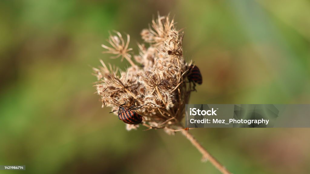 Old flower with insect insect stay on old flower Adventure Stock Photo