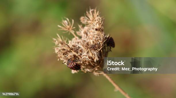 Old Flower With Insect Stock Photo - Download Image Now - Adventure, Animal, At The Bottom Of