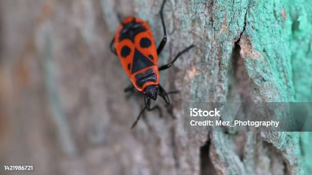 Insect Stock Photo - Download Image Now - Animal, Animal Wildlife, Beetle