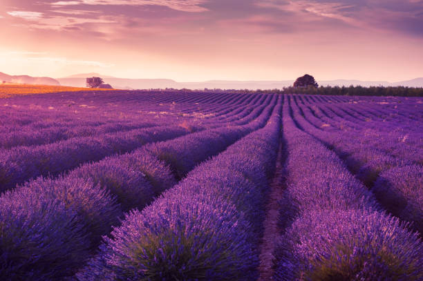istock Lavender fields at sunset in Provence, France. 1421988030