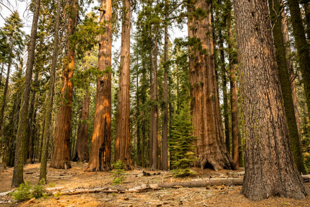 istock Morning Light Hits The Trunks of Sequoia Trees 1421988832
