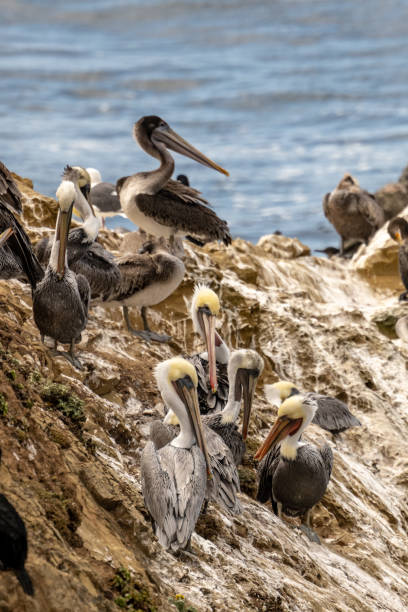 istock Multiple Pelicans Groom On Guano Covered Outcropping 1421988924
