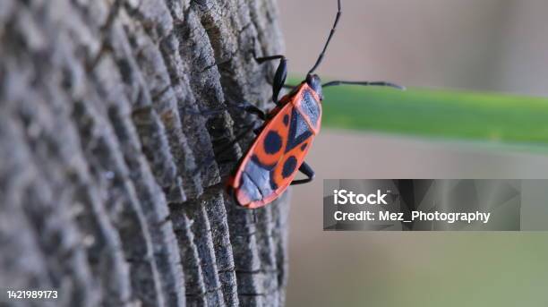 Insect Stock Photo - Download Image Now - Animal, Animal Wildlife, Ant