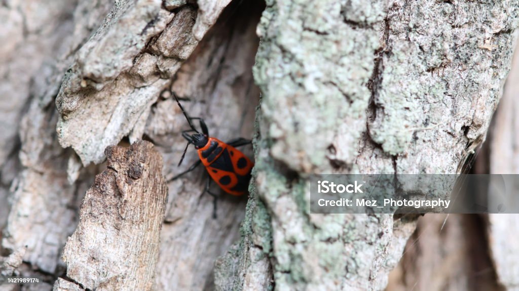 Insect Insect moving Animal Stock Photo