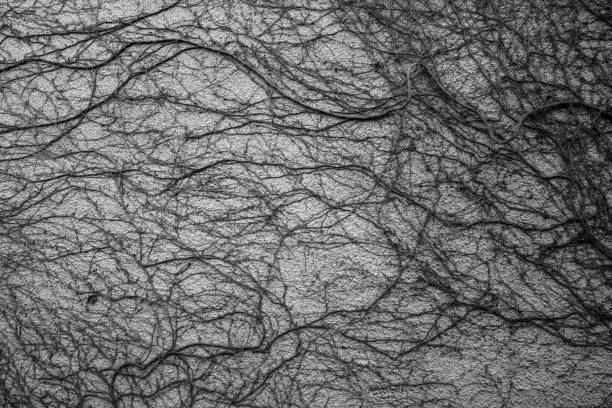 istock Old Ivy Vines Remain On Stucco Wall 1421989179
