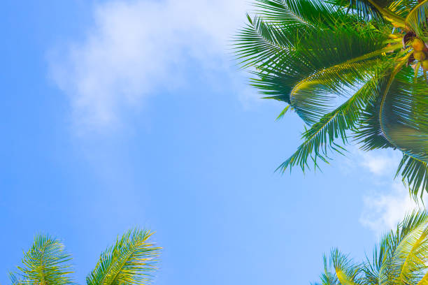 istock Blue sky background with growing palm leaves. tropical background for text, template with copy space 1421989927