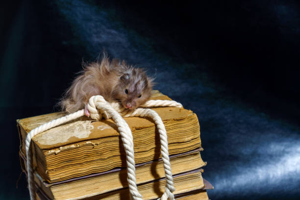 um hamster sírio grisalho de cabelos compridos senta-se em uma pilha de livros velhos amarrados com uma corda - mouse gerbil standing hamster - fotografias e filmes do acervo