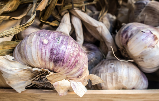 Organic Garlic, Camargu, France