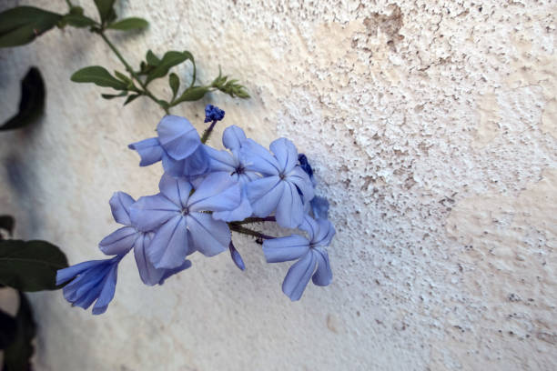 Blue Flower on Ancient Wall in Camargu, France stock photo